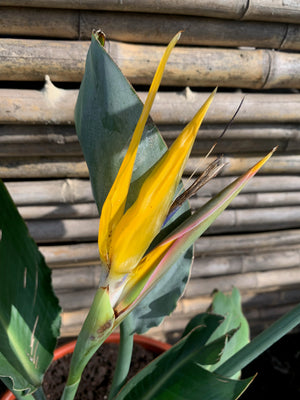 Ave del Paraíso - Strelitzia nicolai  (flor amarilla)