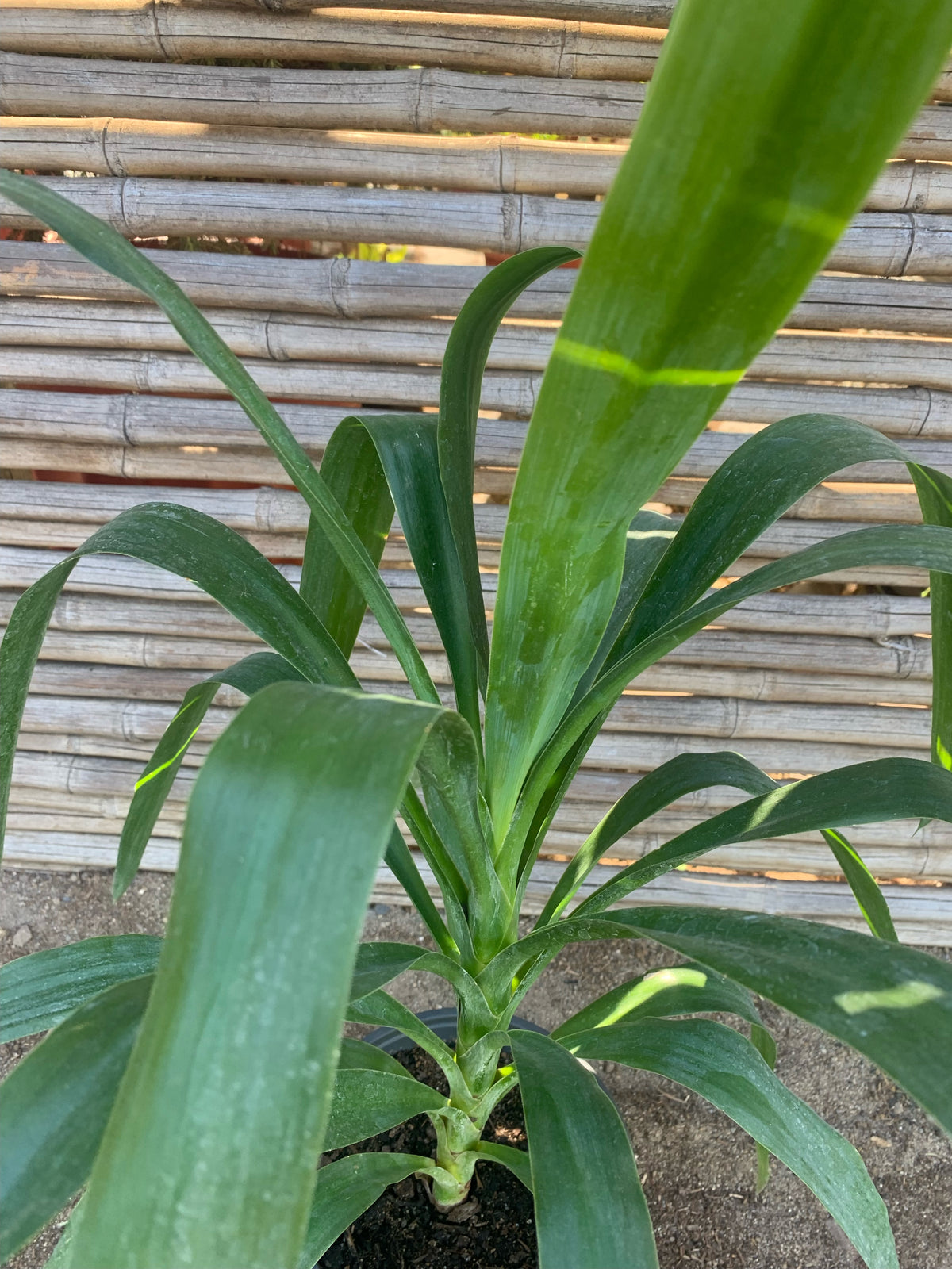 Yucca (0.4-0.5m)