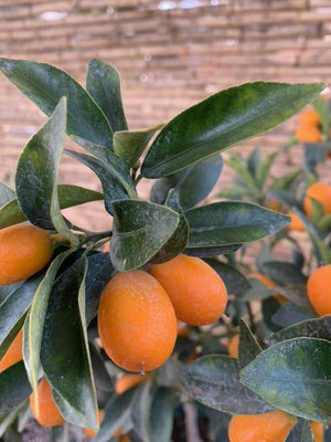 Kumquat - Citrus japónica