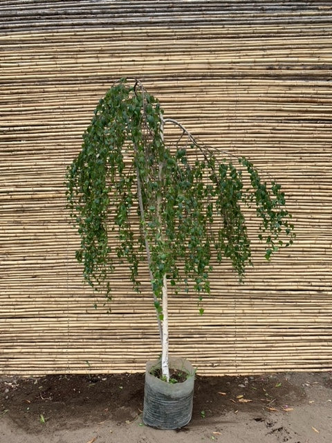 Abedúl péndulo ( injertado )