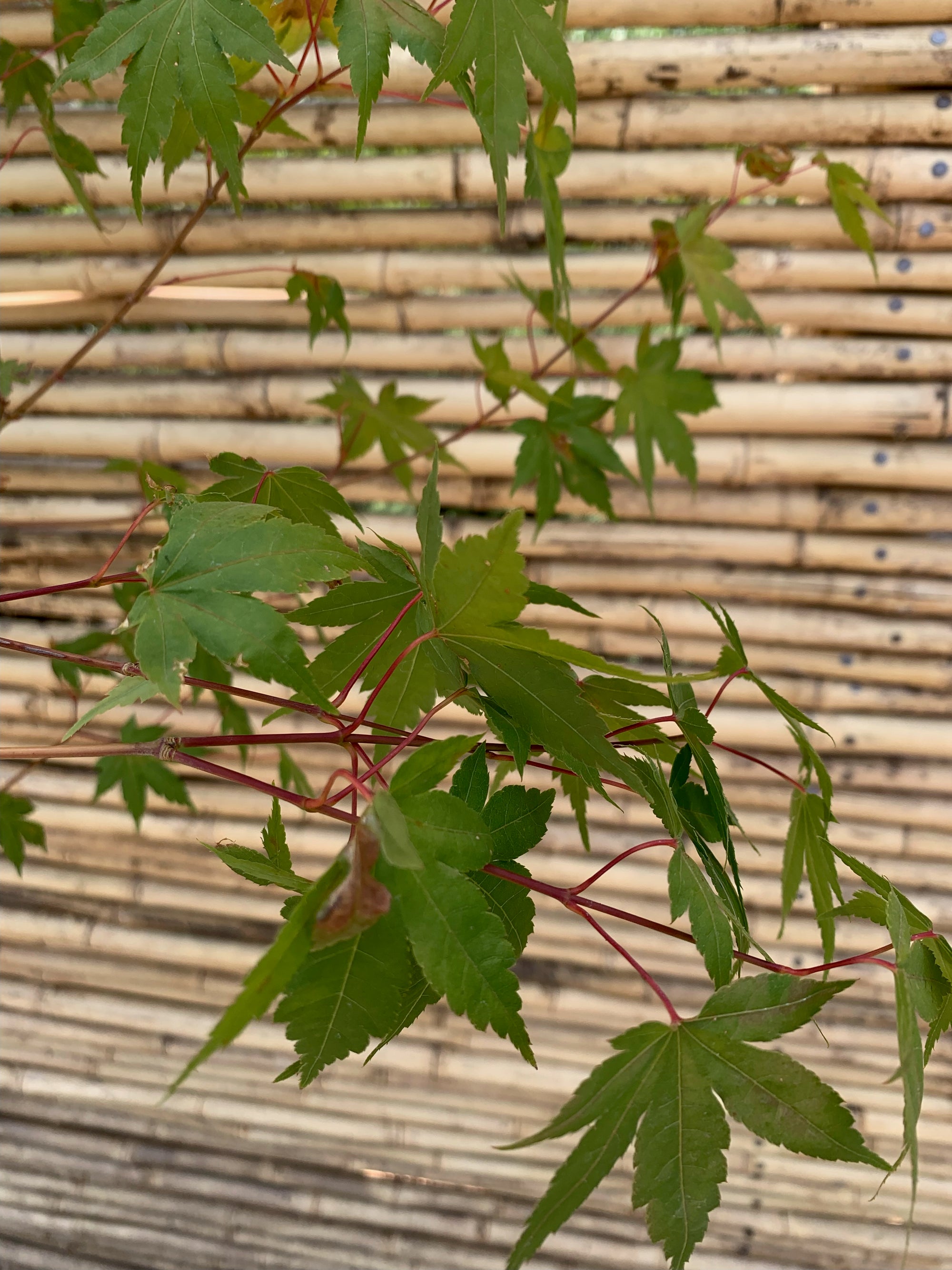 Acer Japónico