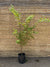 Acer Japónico