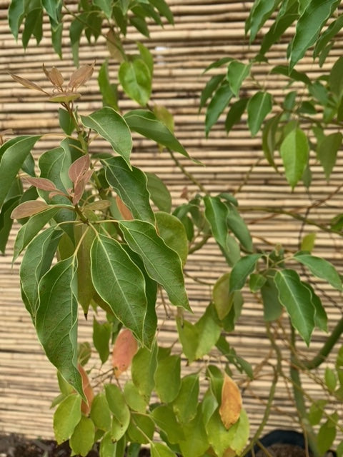 Alcanfor - Cinnamomum camphora (1.8m.)