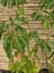 Alcanfor - Cinnamomum camphora (1.8m.)