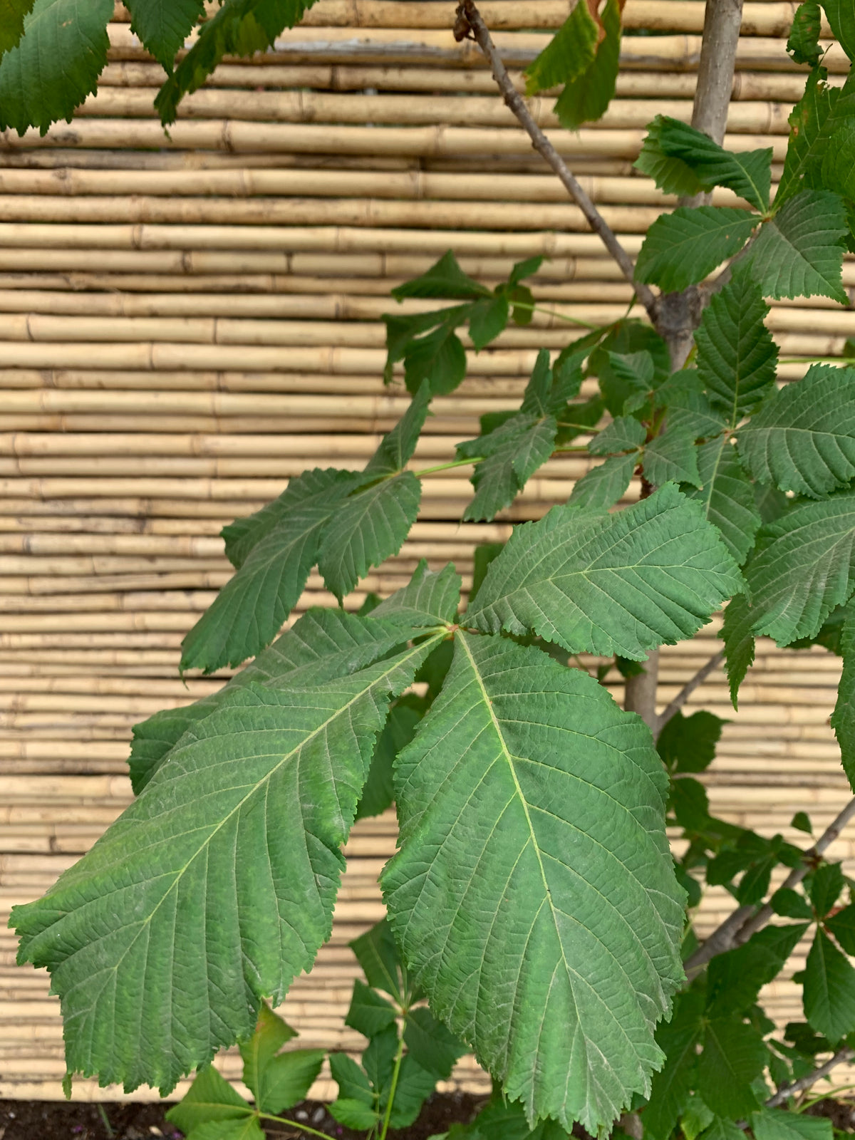 Castaño de Indias - Aesculus hippocastanum