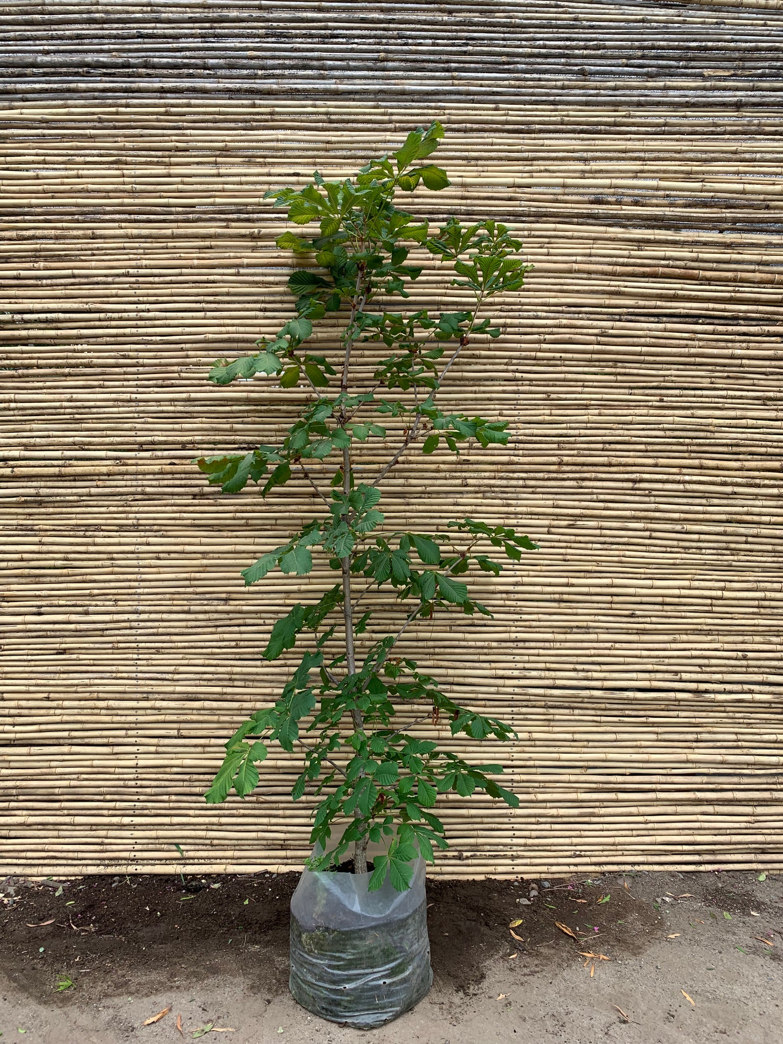 Castaño de Indias - Aesculus hippocastanum