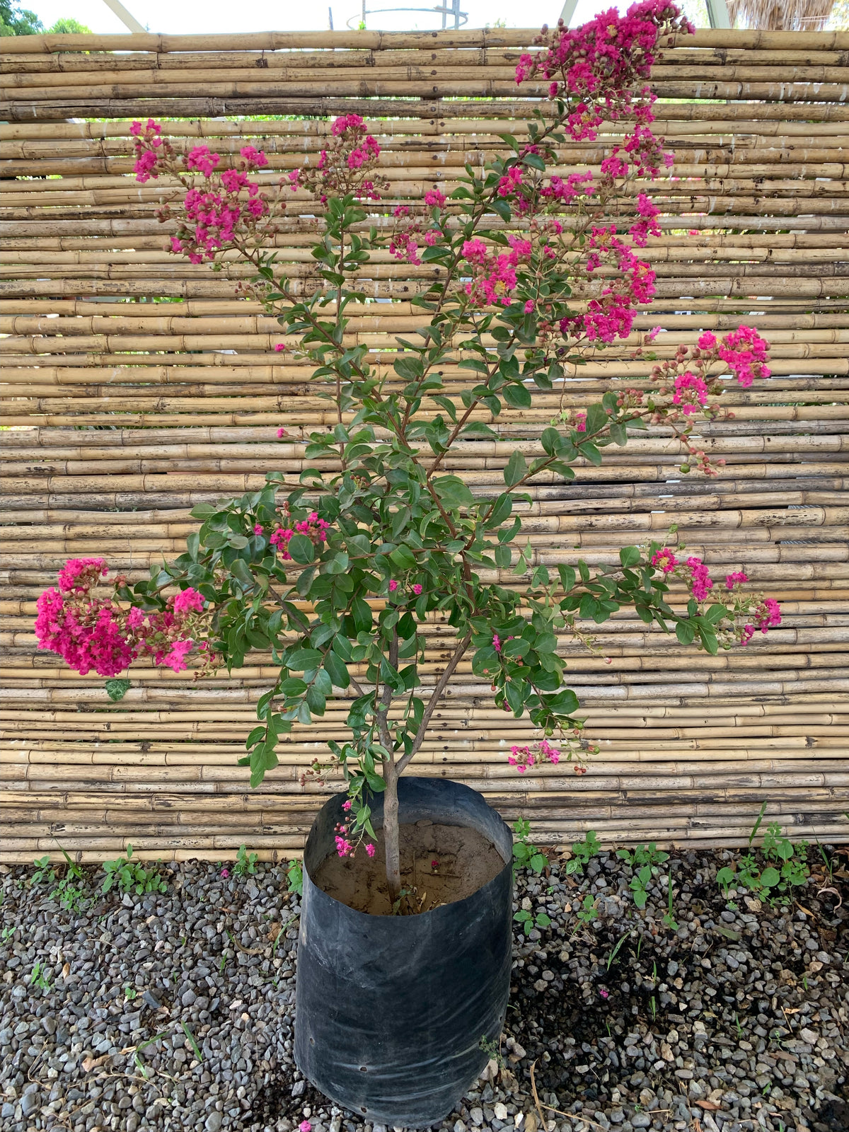 Crespón Enano - Lagerstroemia nana