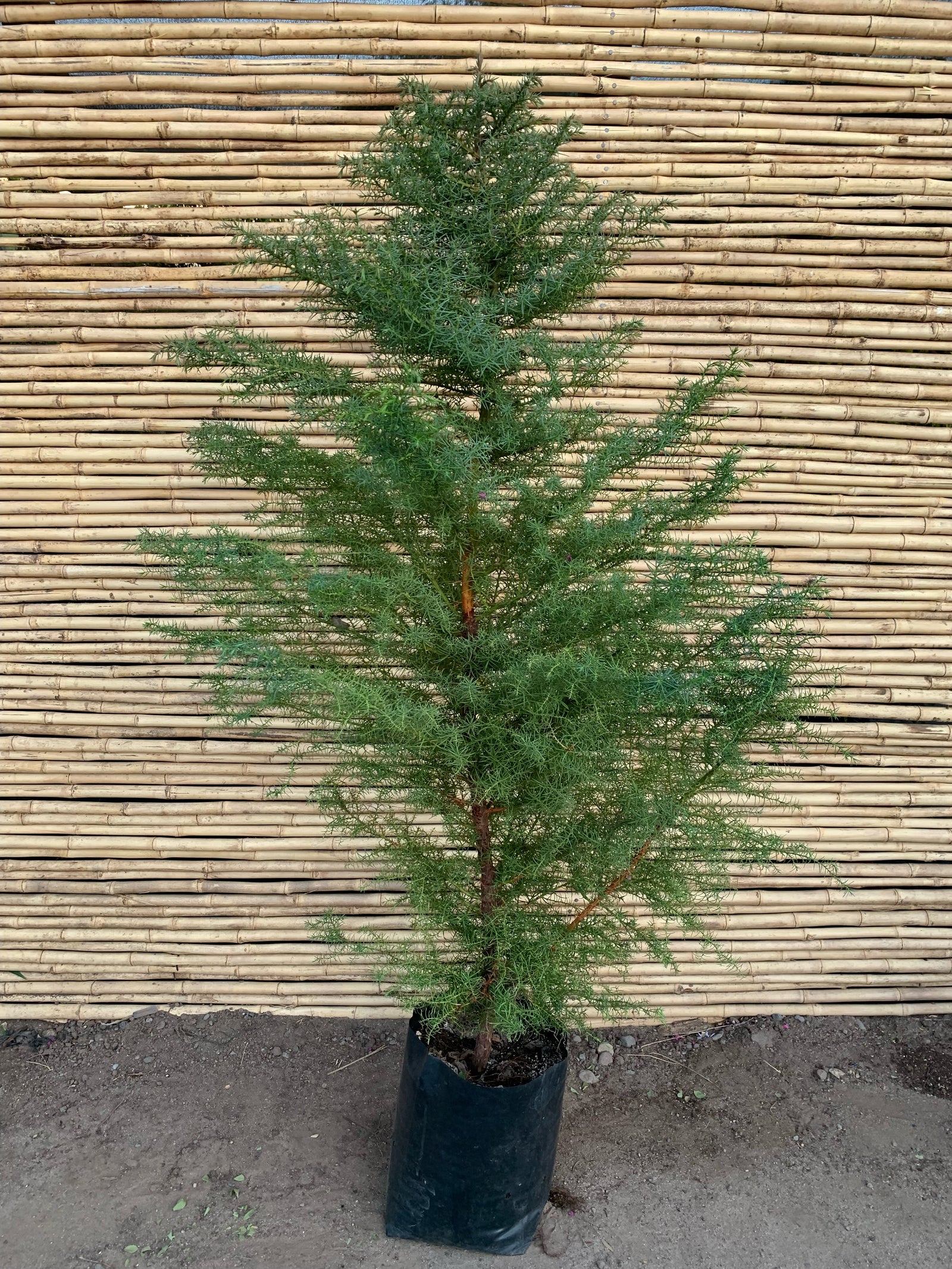 Cryptomeria japónica