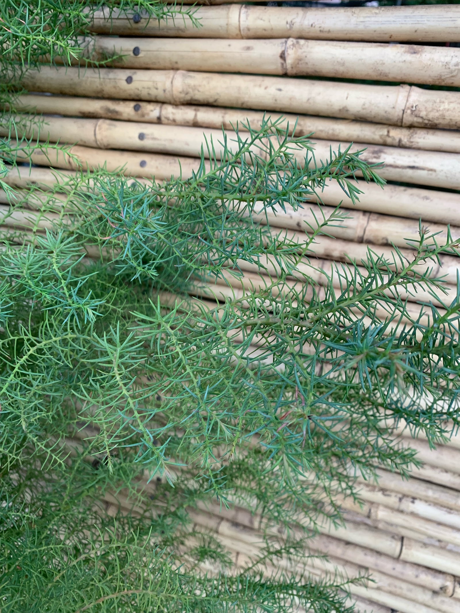 Cryptomeria japónica
