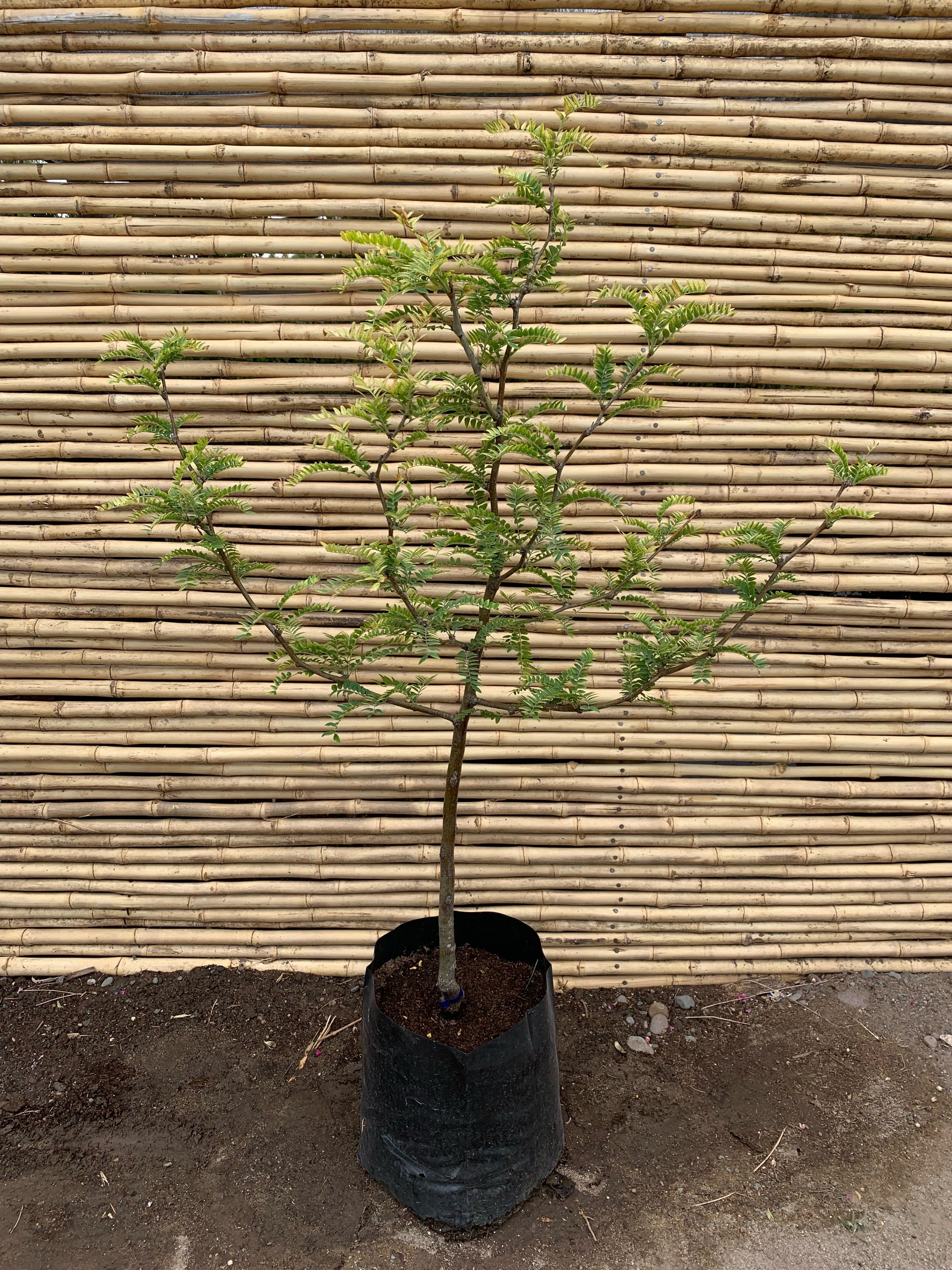 Gleditsia tricanthos