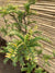 Gleditsia tricanthos