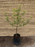 Gleditsia tricanthos