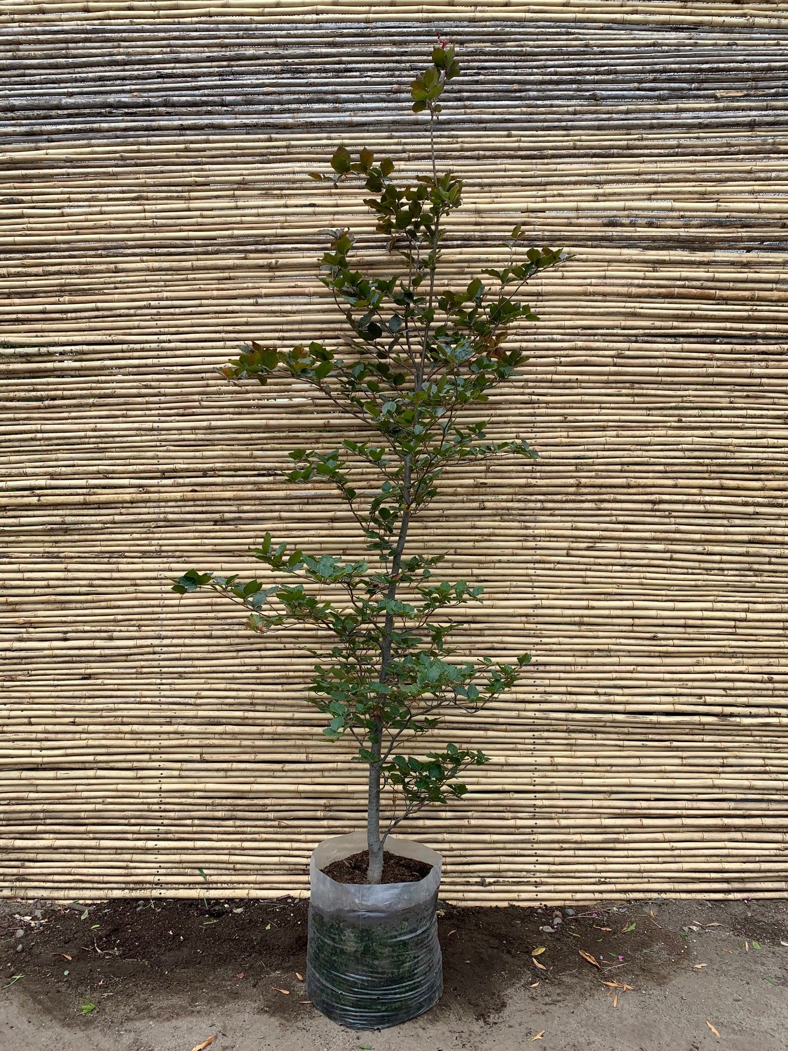 Haya Roja - Fagus Sylvatica Atropurpurea