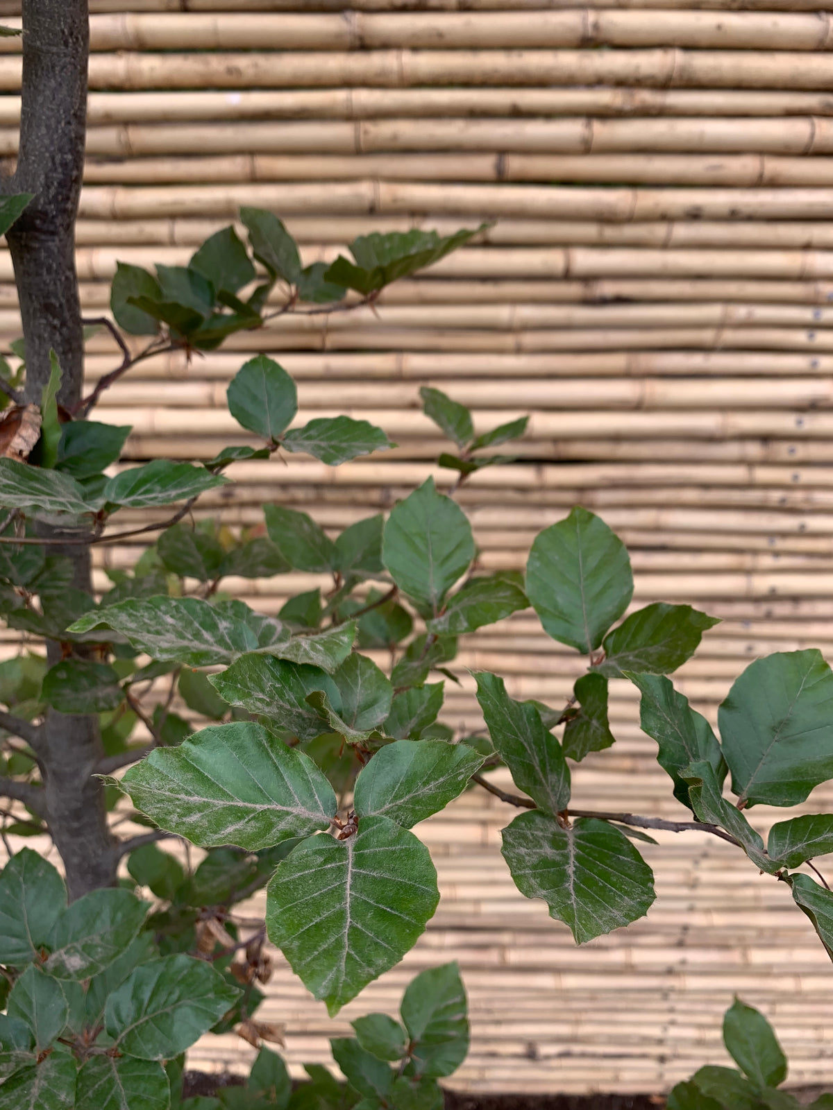 Haya Roja - Fagus Sylvatica Atropurpurea