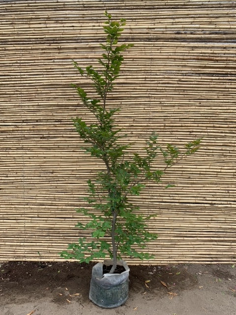 Haya Verde - Fagus Sylvatica