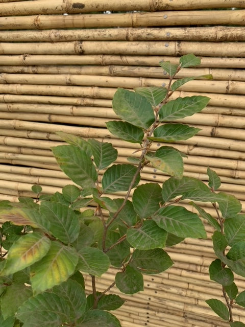 Haya Verde - Fagus Sylvatica