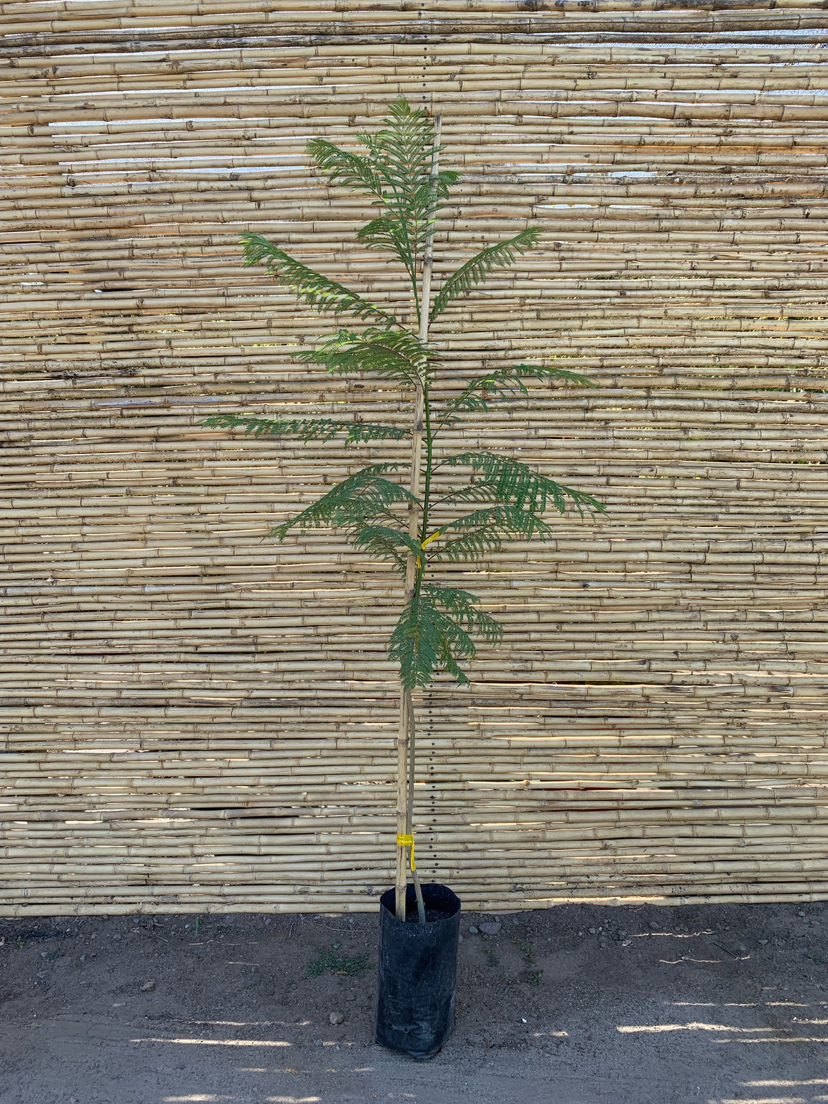 Jacaranda mimosifolia.