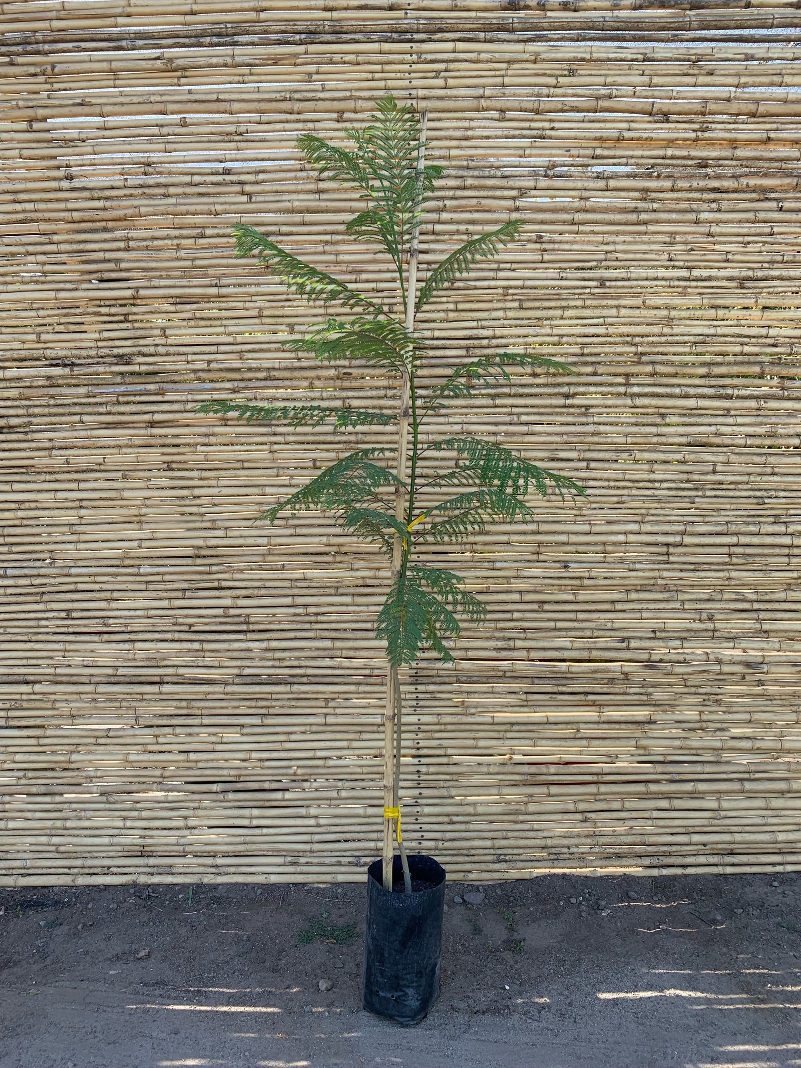 Jacaranda mimosifolia.