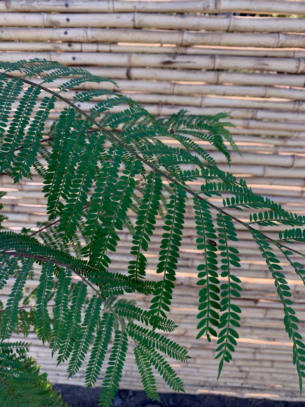 Jacaranda mimosifolia.