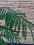 Jacaranda mimosifolia.
