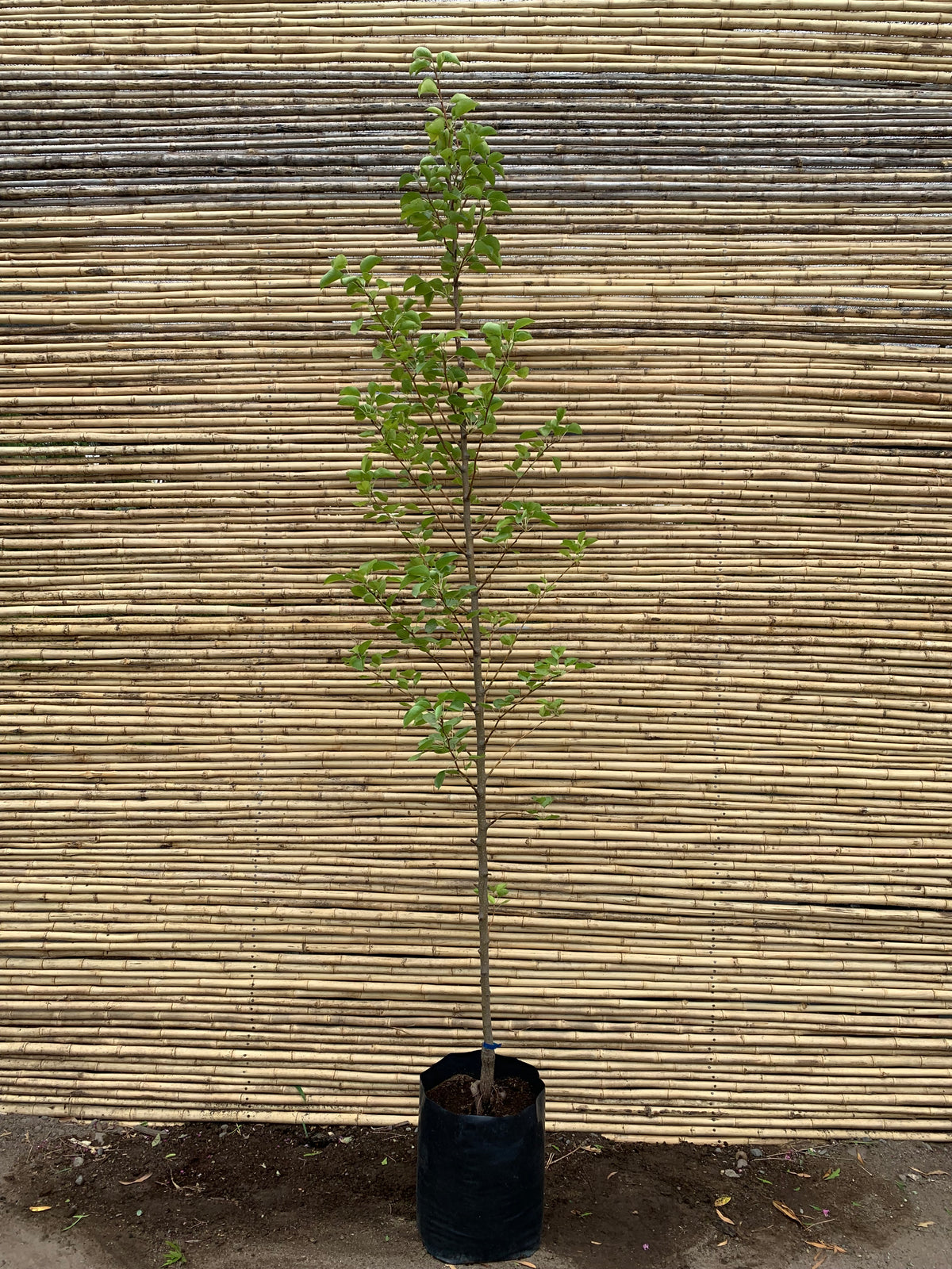 Peral de flor - Pyrus calleryana