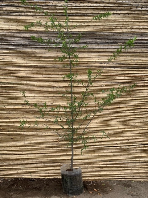 Roble Américano - Quercus rubra