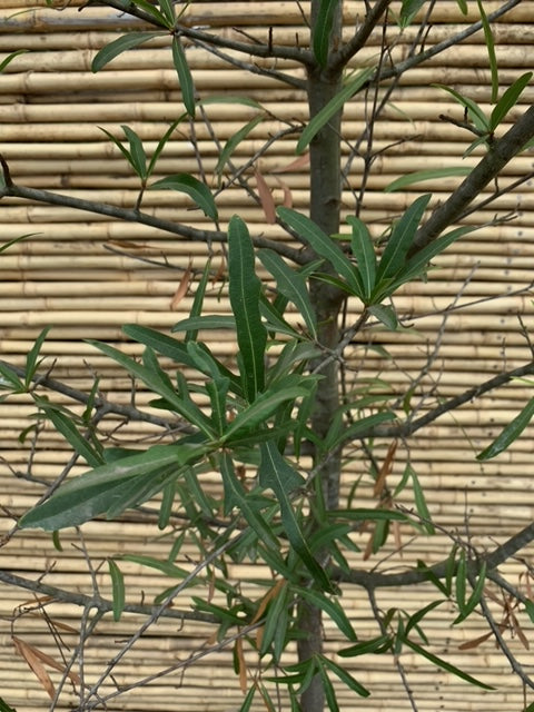 Roble Américano - Quercus rubra