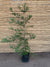 Secuoya - Sequoia Sempervirens