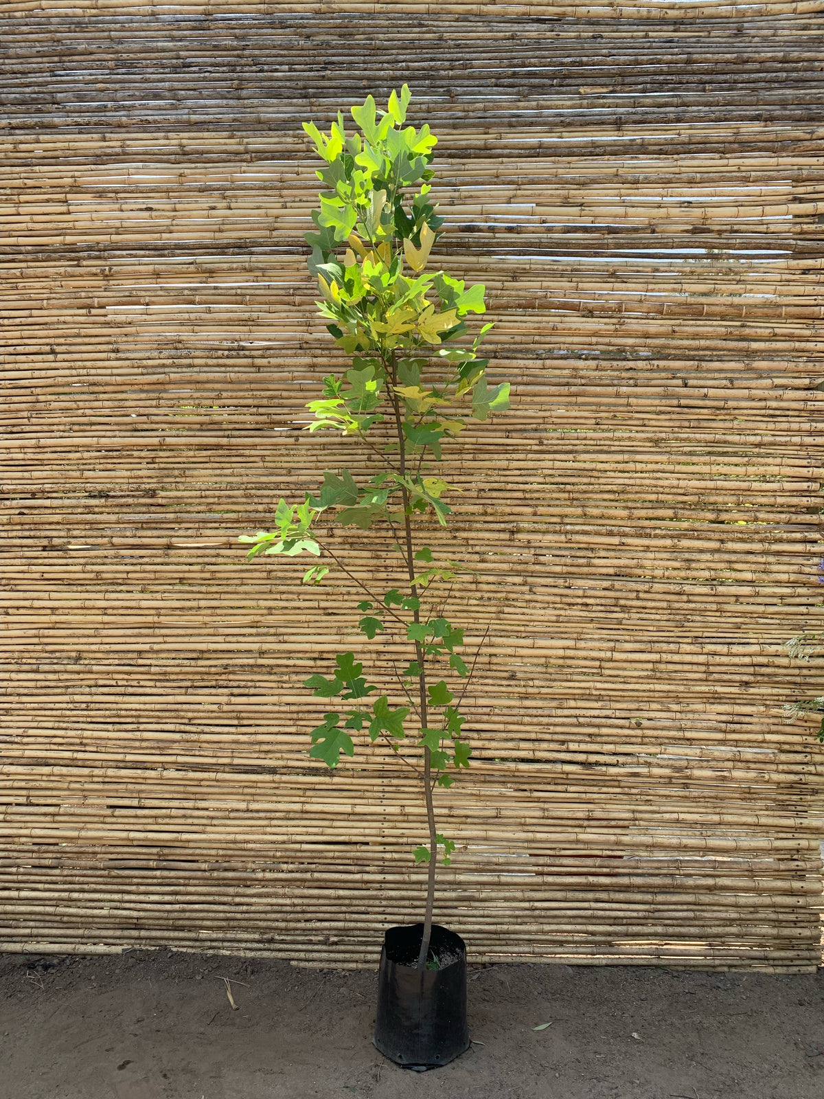 Tulipero - Liriodendron