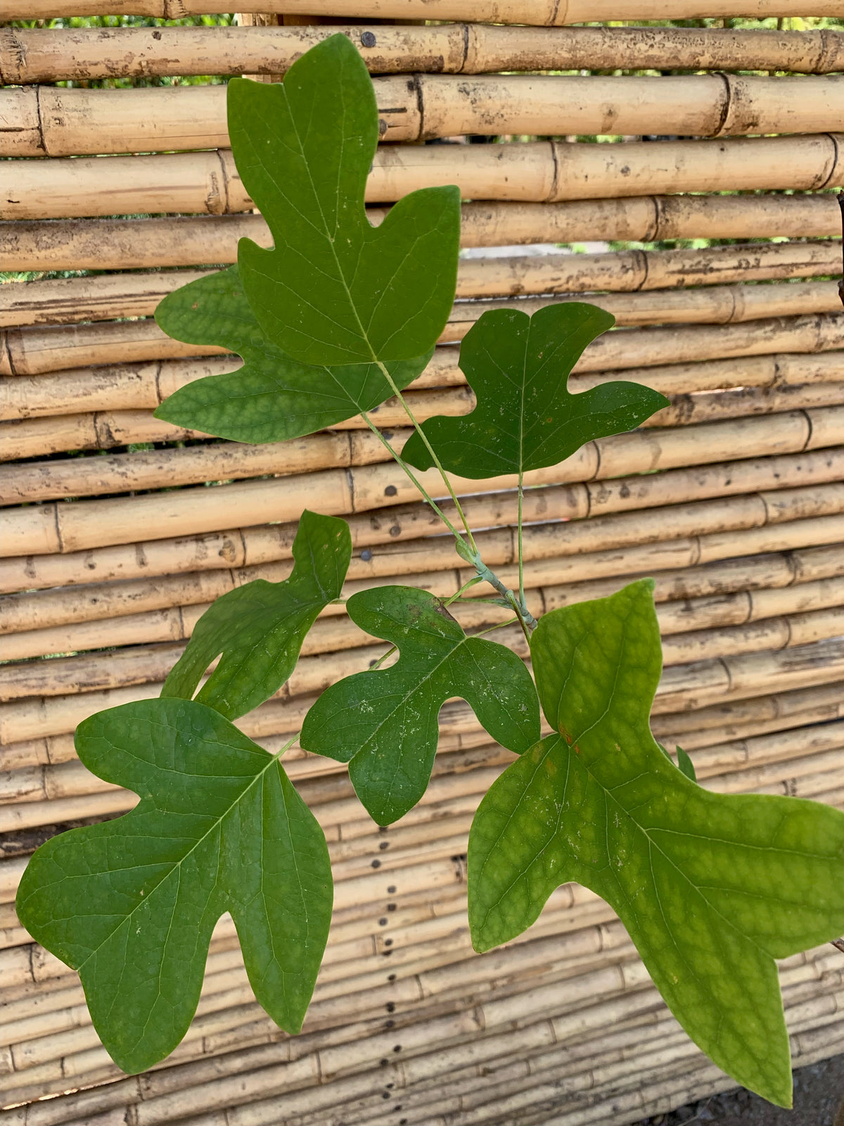 Tulipero - Liriodendron