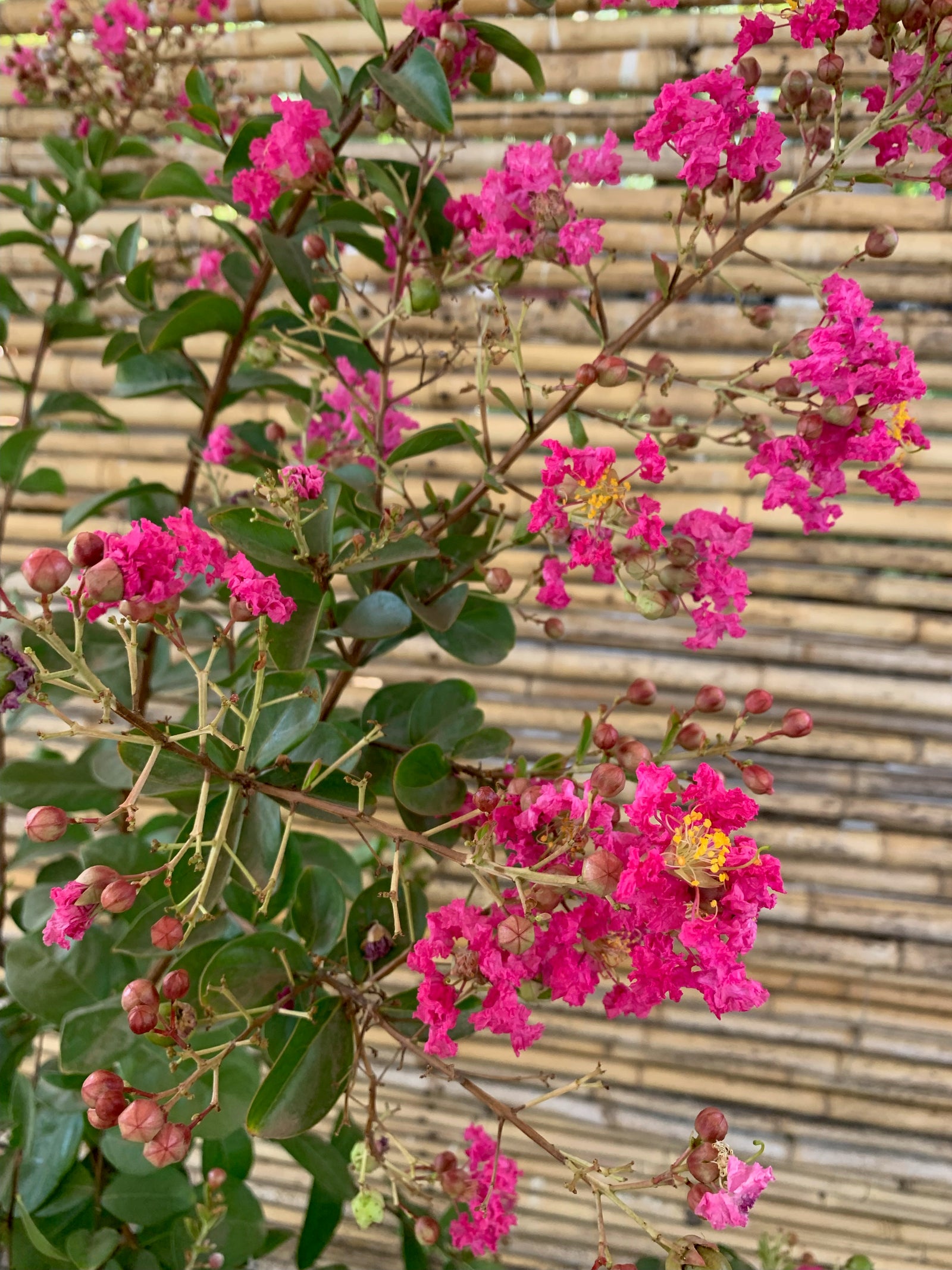 Crespón Enano - Lagerstroemia nana