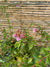 Abelia Compacta