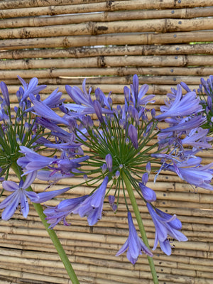 Agapanto - Agapanthus africanus (1)