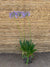 Agapanto - Agapanthus africanus (1)