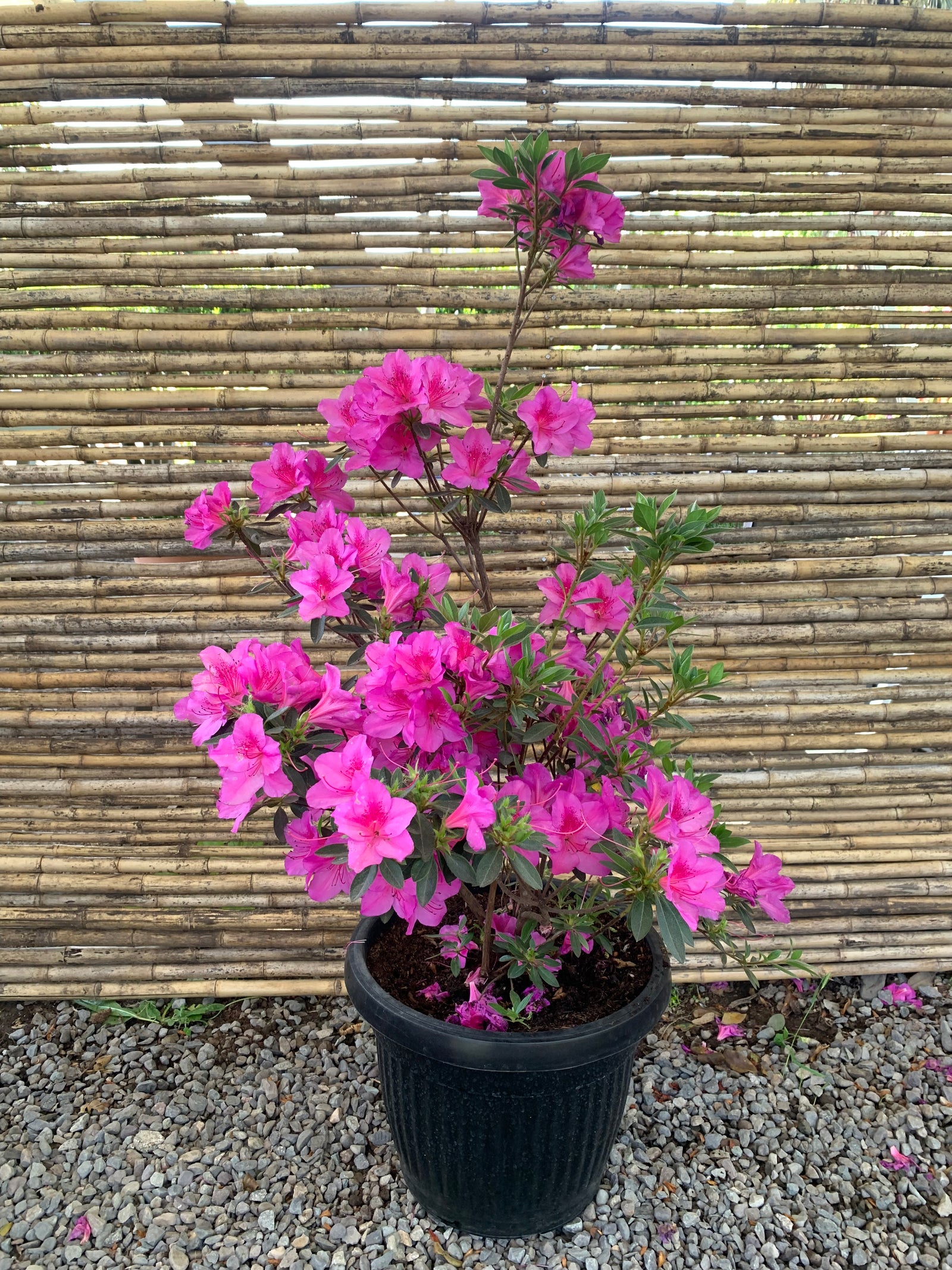 Azalea - Rhododendron indicum (1m.)