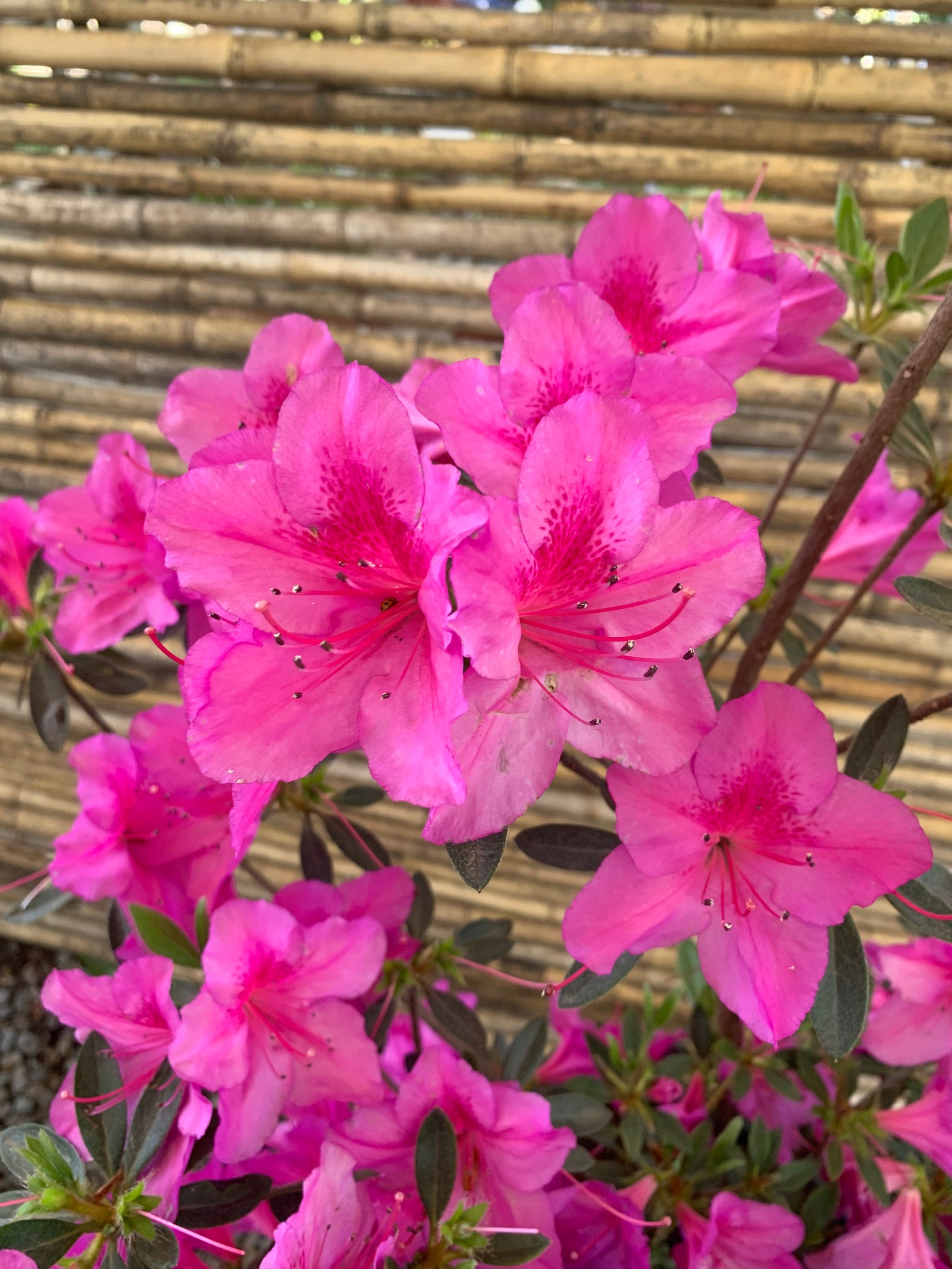 Azalea - Rhododendron indicum (1m.)