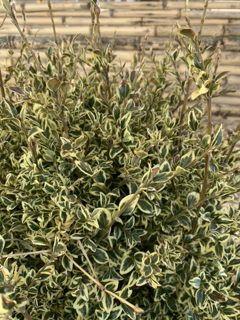 Arreglo Maceta - Boj Variegado