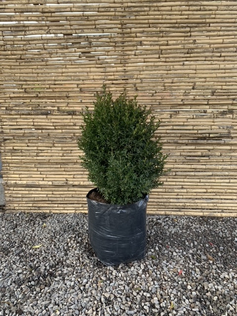Boj verde - Buxus Sempervirens