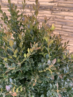 Boj verde - Buxus Sempervirens