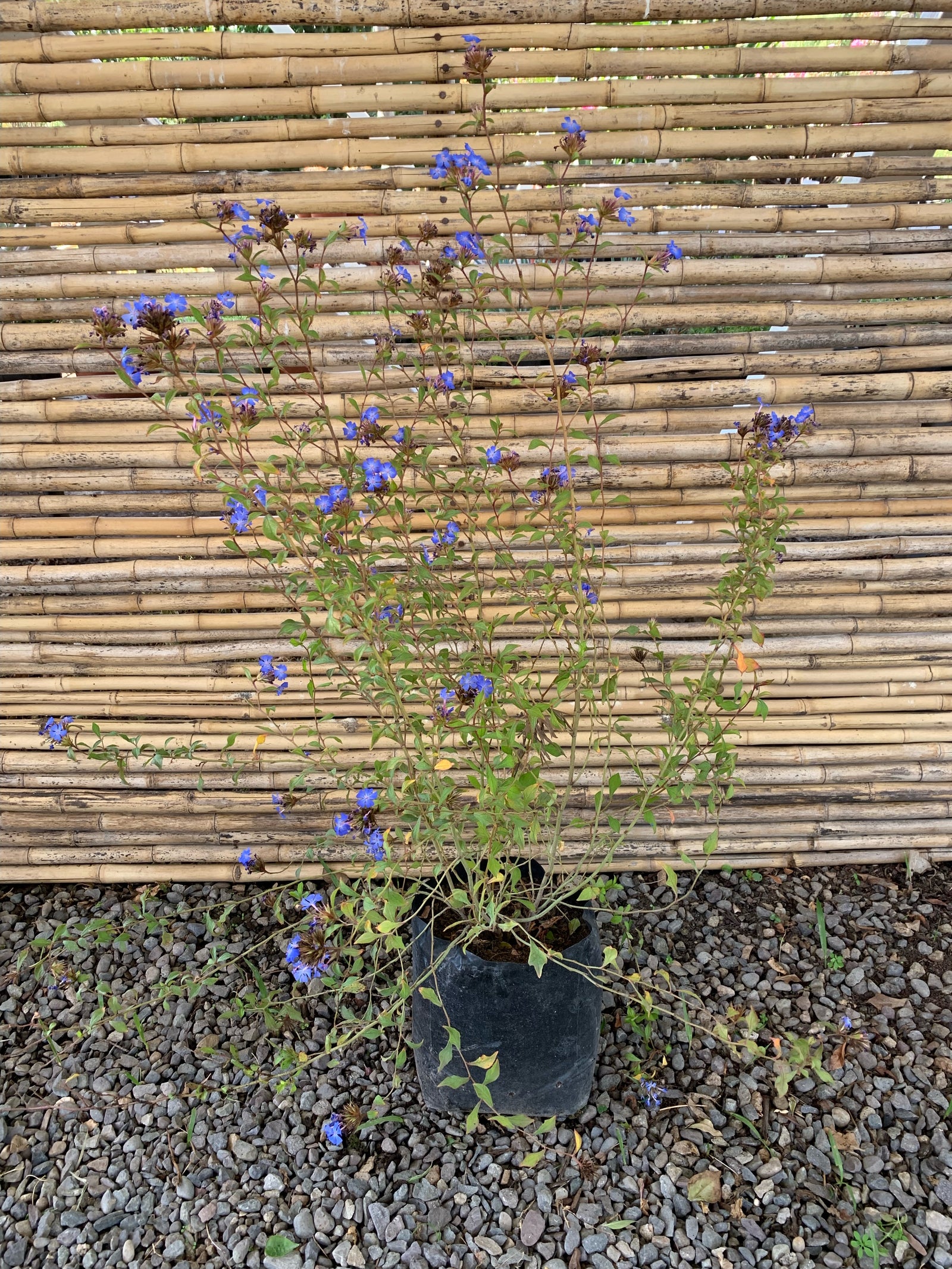Ceratostigma Arbustivo - Ceratostigma Plumbaginoides