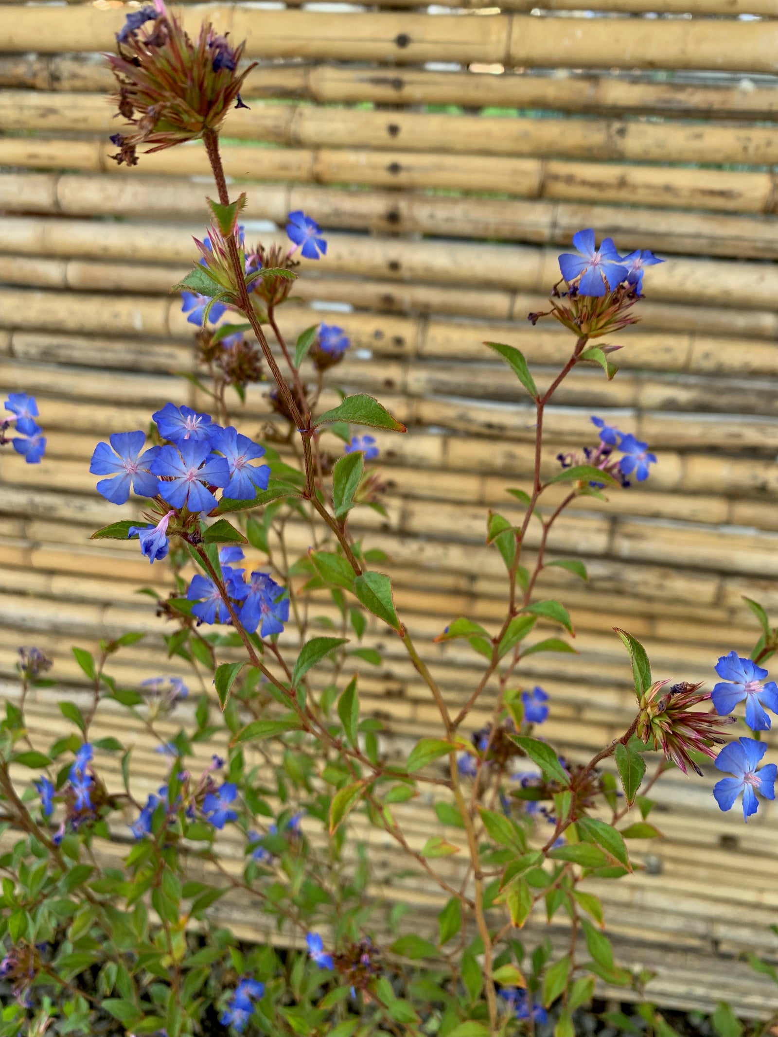 Ceratostigma Arbustivo - Ceratostigma Plumbaginoides