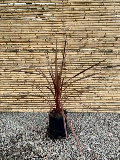 Dracena Roja - Cordyline australis astropurpurea