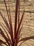 Dracena Roja - Cordyline australis astropurpurea