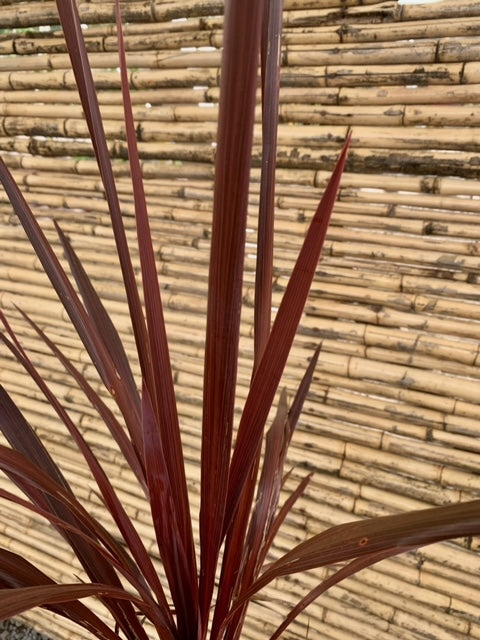 dracaena roja Dracena Roja - Cordyline australis astropurpurea