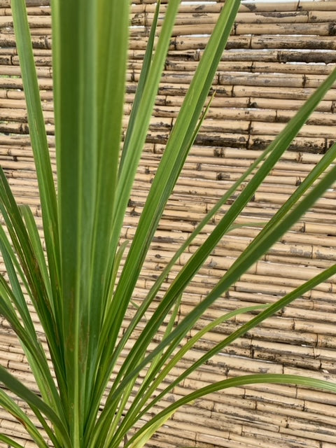 dracaena verde Dracena Verde (0.6 m)