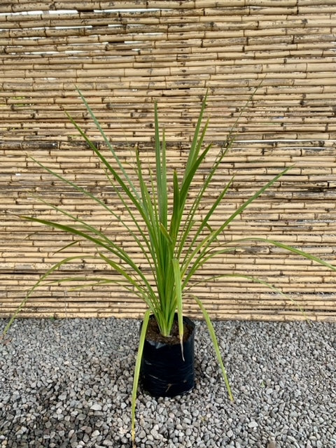 dracaena verde Dracena Verde (0.6 m)
