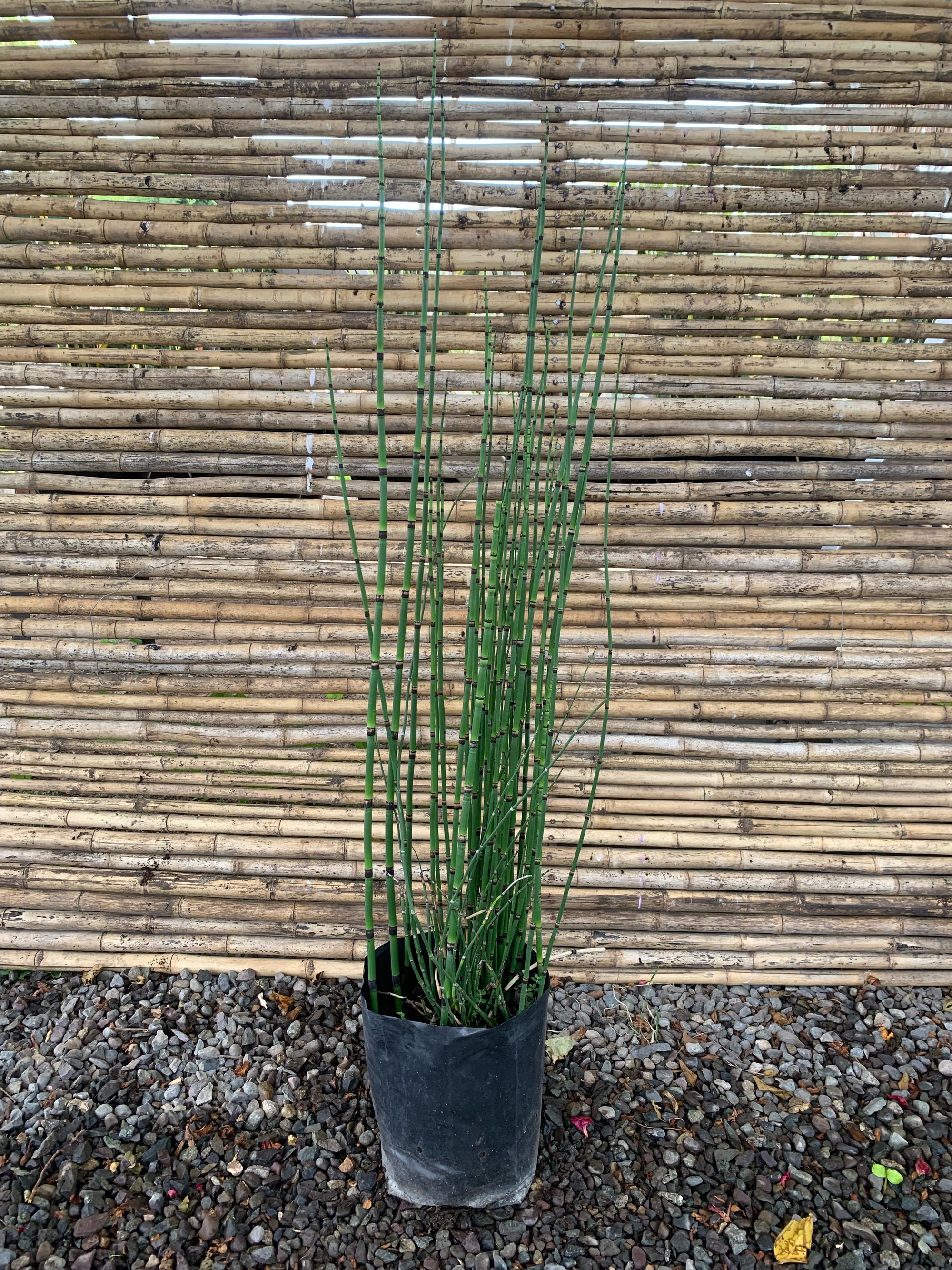 Equisetum o Cola de caballo