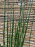 Equisetum o Cola de caballo