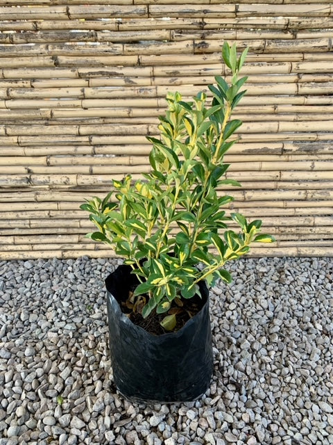 Evónimo Yema de Huevo - Euonymus Japonicus Variegata (0.2-0.3m)