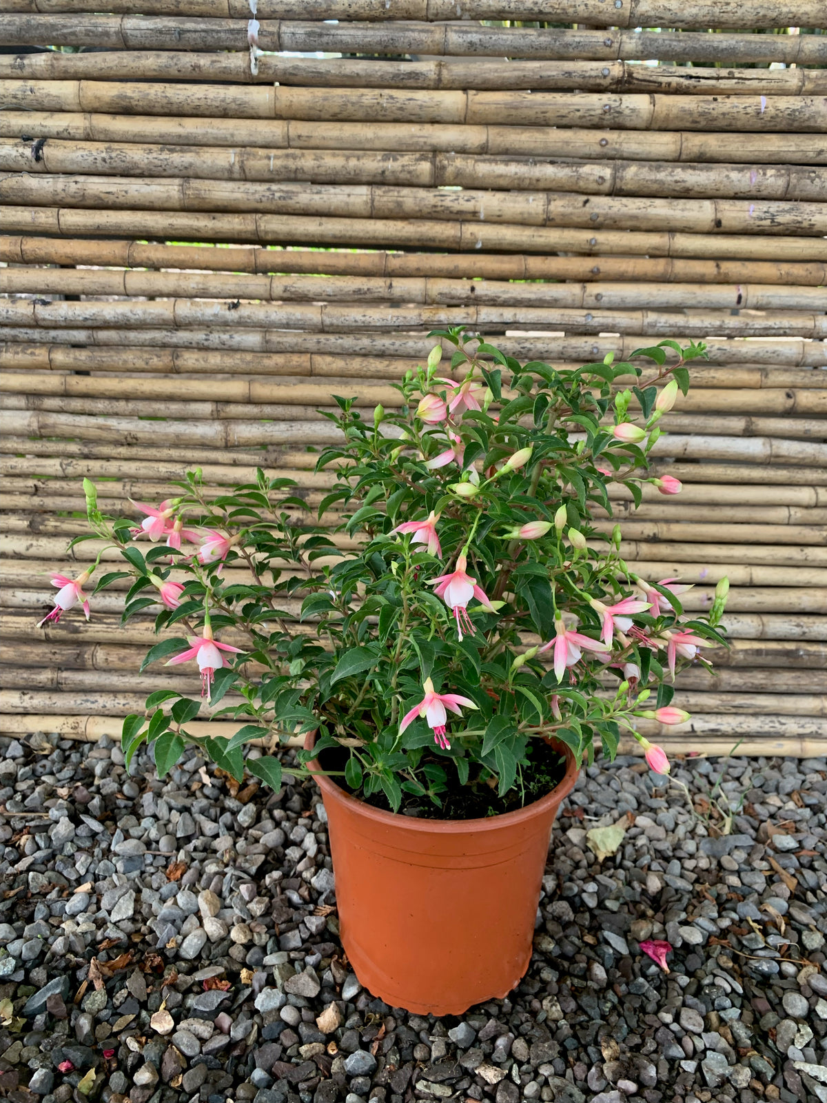 Fucsias (Chilco) - Fuchsia